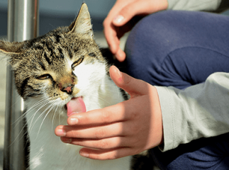 chat lèche